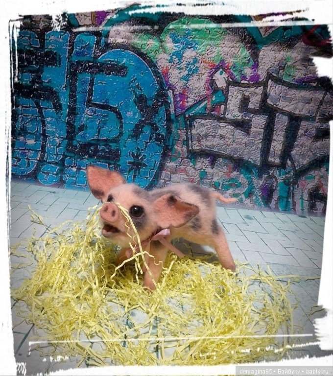 Поросёнок, символ 2019 года (фото 2)