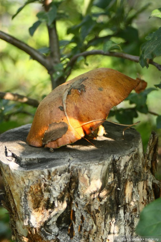 Просто осени начало... Натти (фото 7)
