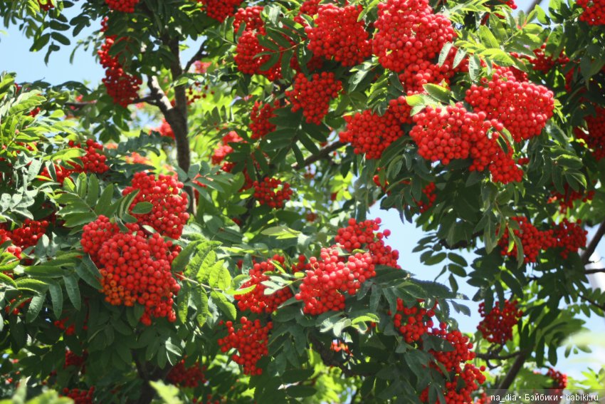 Просто осени начало... Натти (фото 2)