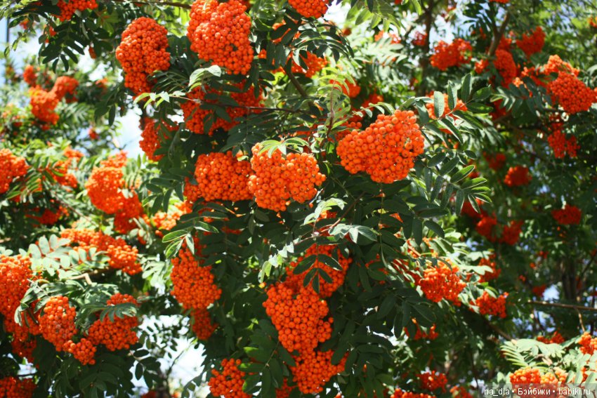 Просто осени начало... Натти