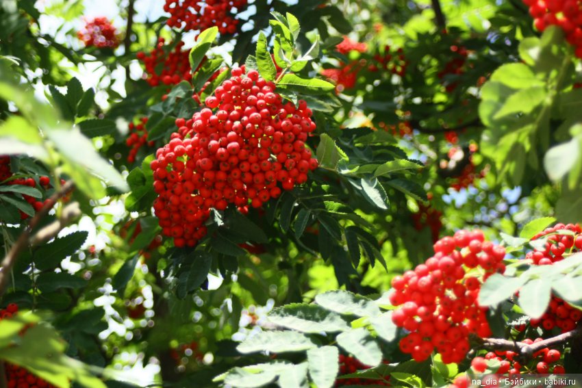 Просто осени начало... Натти