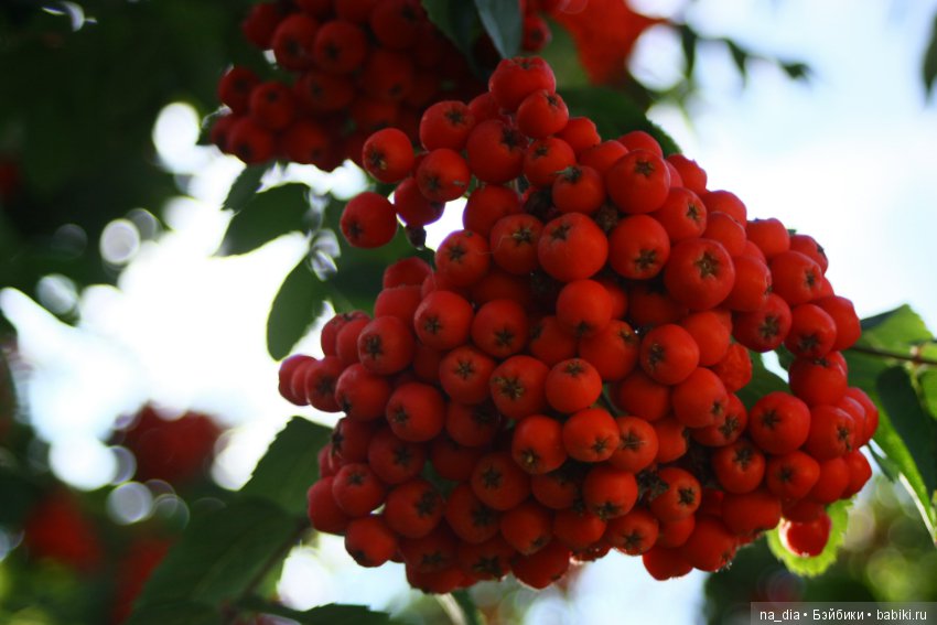 Просто осени начало... Натти