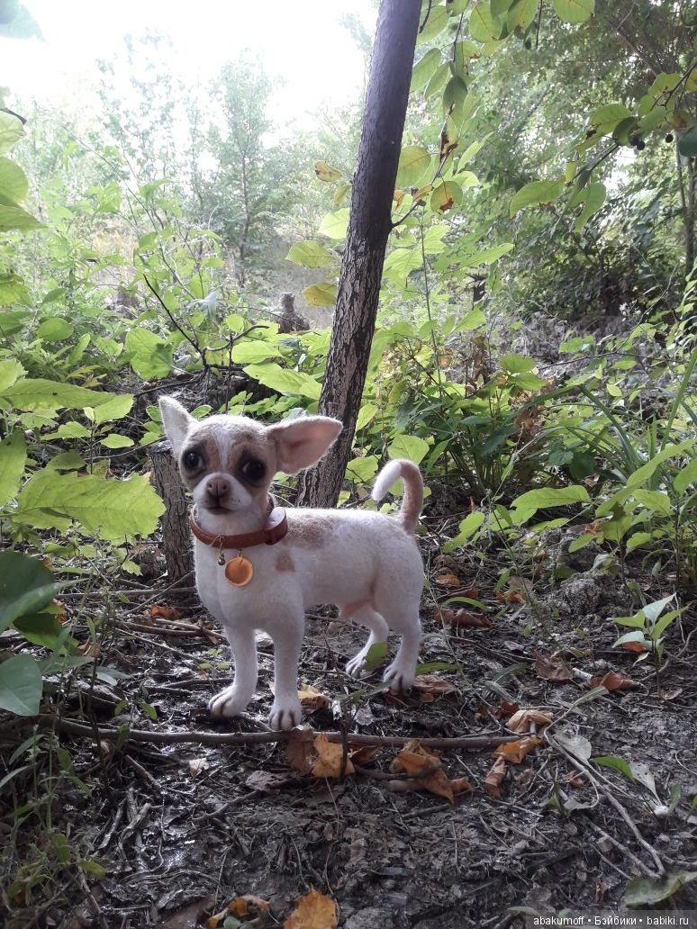 Малыш чихуахуа — Валяные игрушки из шерсти: сухое валяние (фото 10)