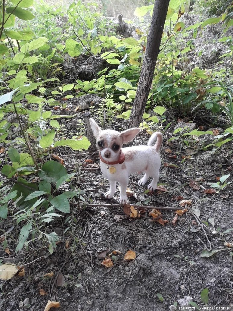 Малыш чихуахуа — Валяные игрушки из шерсти: сухое валяние (фото 6)