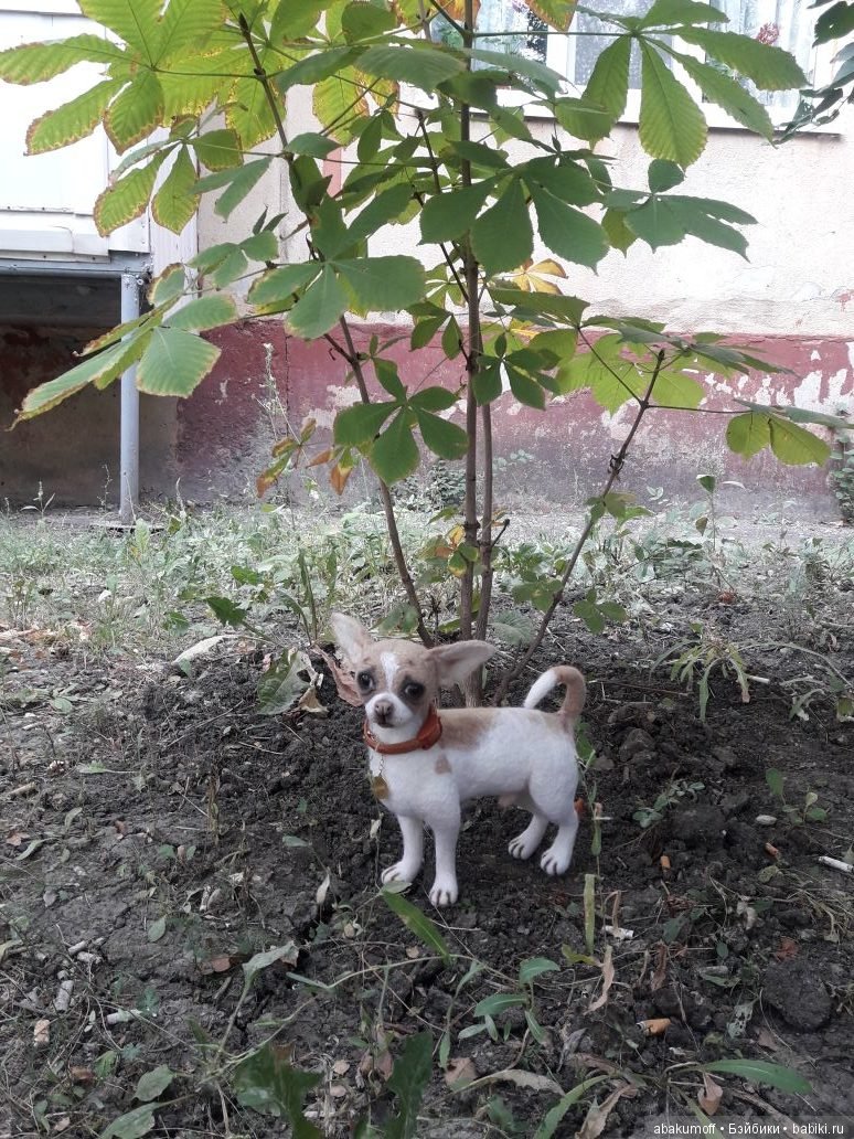 Малыш чихуахуа — Валяные игрушки из шерсти: сухое валяние (фото 9)