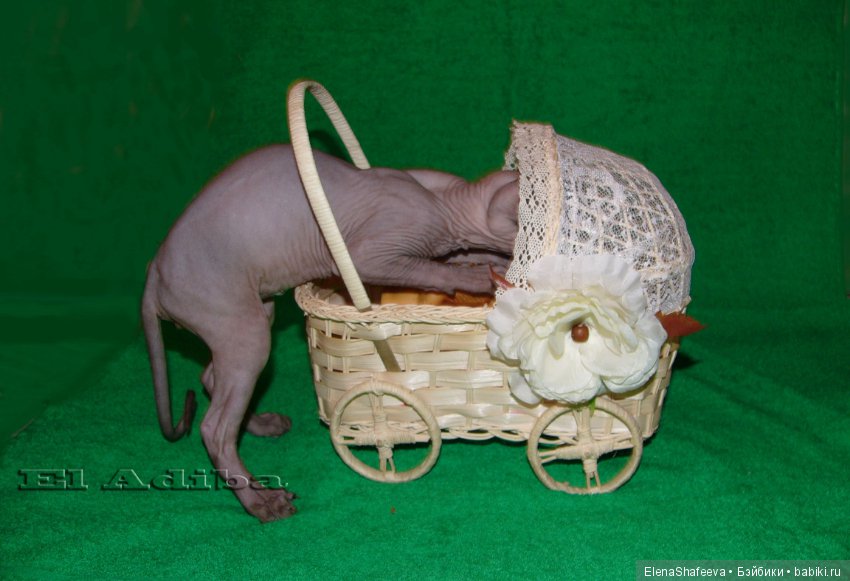 Вселяет в сердце и нежность и блаженство. Сфинкс - само совершенство (фото 3)