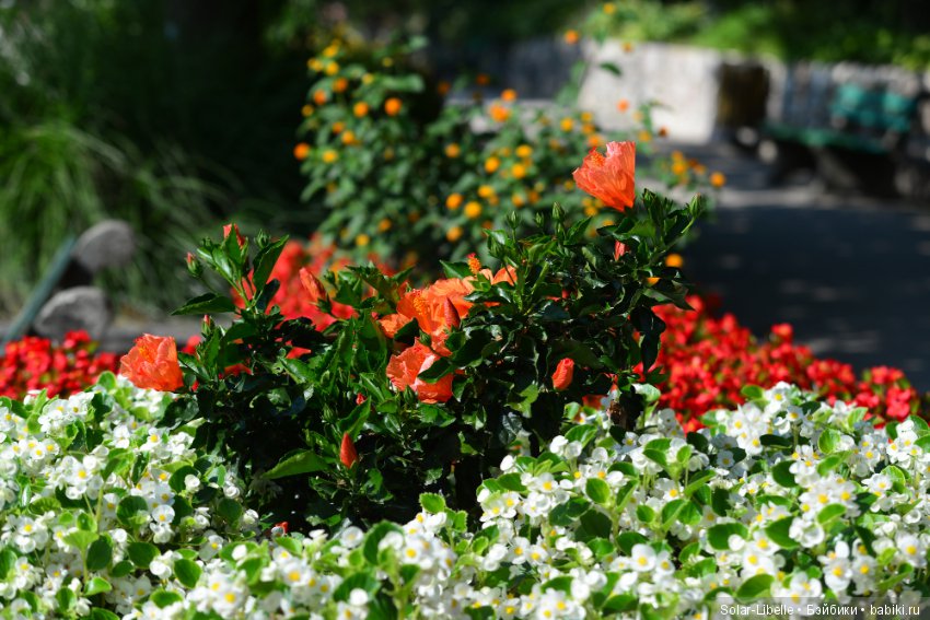 Куколка Наташа (Schildkrot) и озеро Вертер Зее