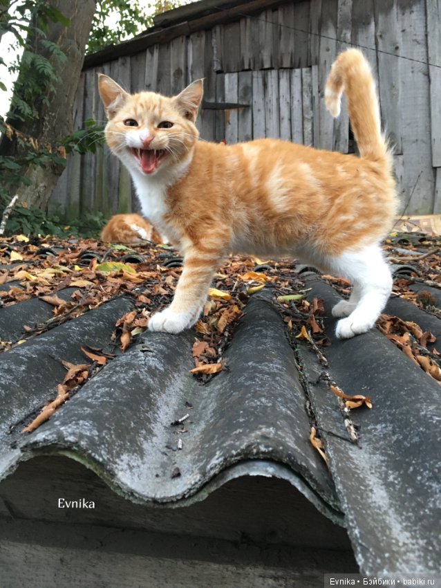 Вечерняя прогулка Эльзы — Аниме куклы (MJD/Винил): Imomo (фото 8)