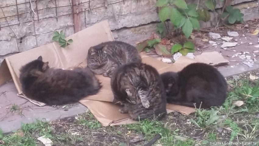 Питер...я так тебя люблю — Туризм и путешествия: фотоотчеты из поездок