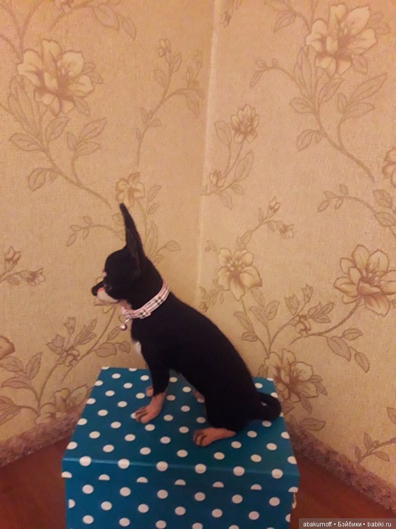 Чихуахуа из шерсти — Валяные игрушки из шерсти: сухое валяние (фото 5)