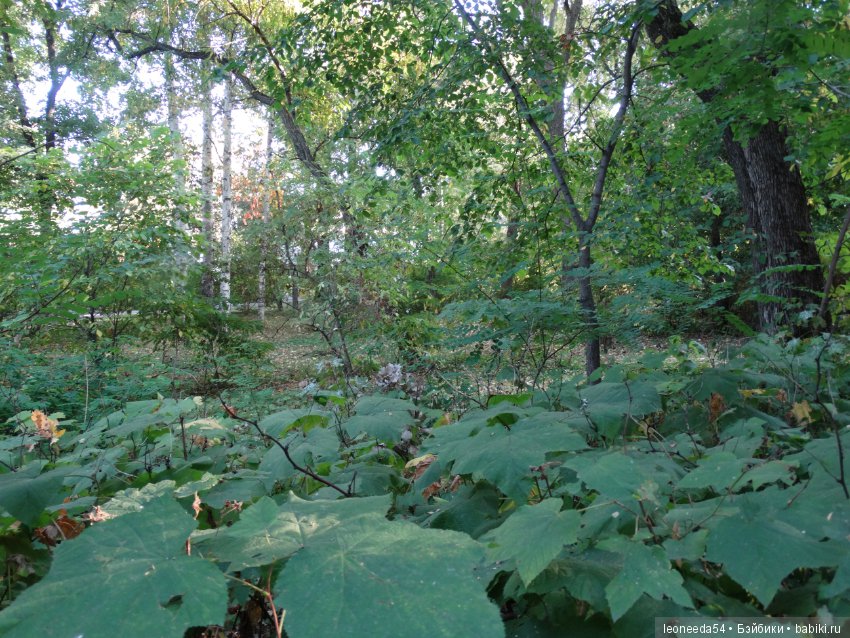 Прогулка по Ботаническому саду (фото 9)