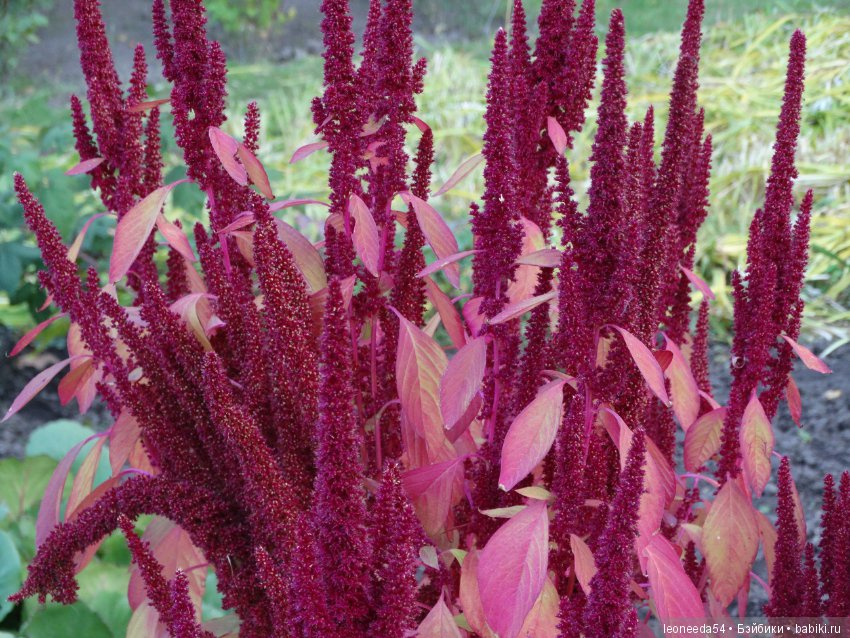 Прогулка по Ботаническому саду