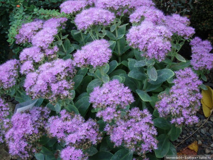 Прогулка по Ботаническому саду