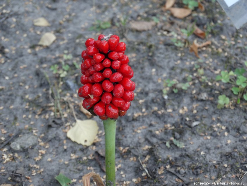 Прогулка по Ботаническому саду