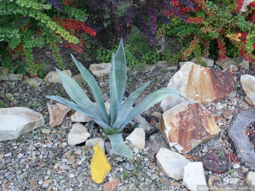 Прогулка по Ботаническому саду