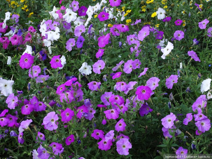 Прогулка по Ботаническому саду