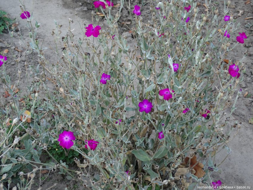 Прогулка по Ботаническому саду