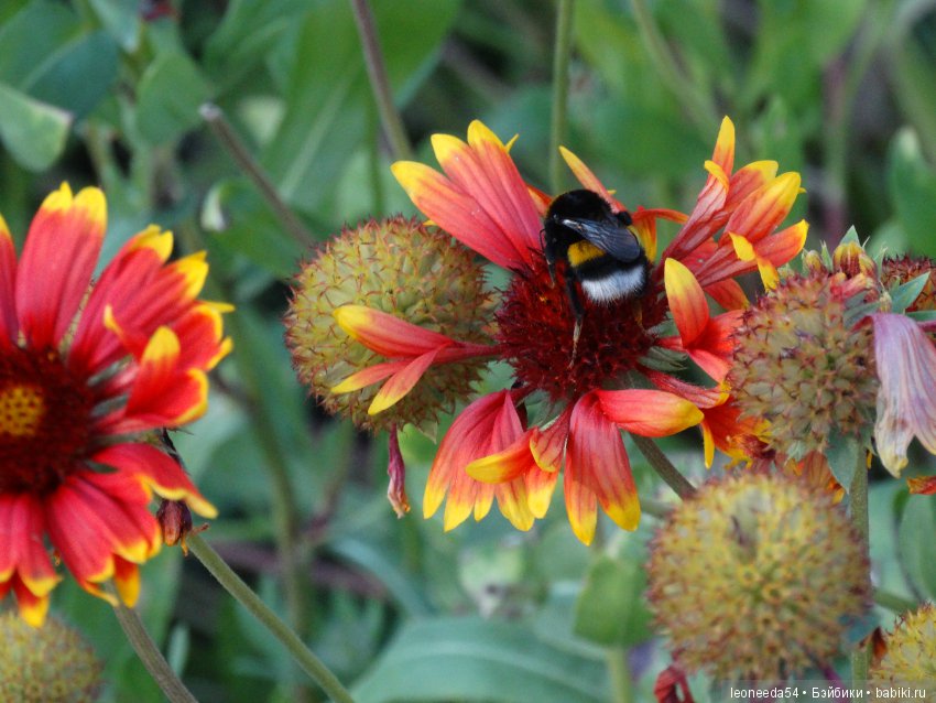 Прогулка по Ботаническому саду