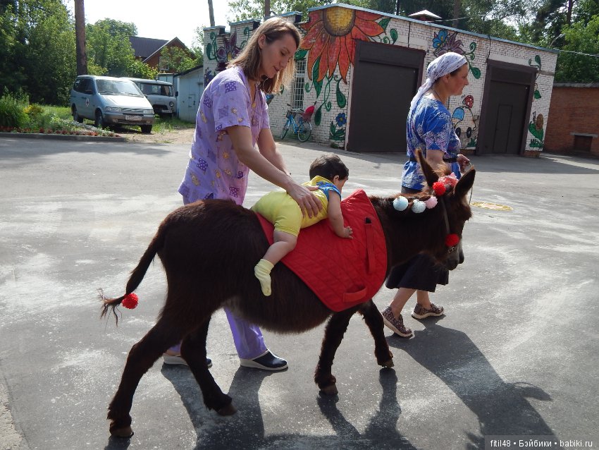 А ослики тоже кони — Интересное обо всем: поздравления (фото 8)