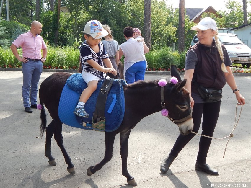 А ослики тоже кони — Интересное обо всем: поздравления (фото 7)