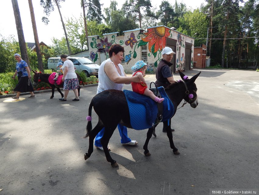 А ослики тоже кони — Интересное обо всем: поздравления (фото 2)