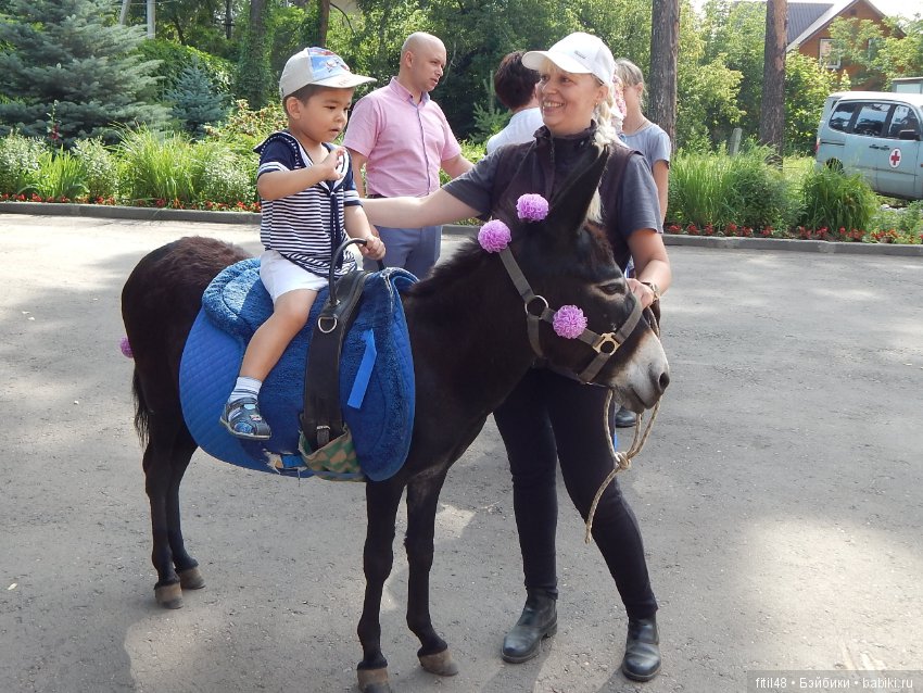 А ослики тоже кони — Интересное обо всем: поздравления (фото 6)