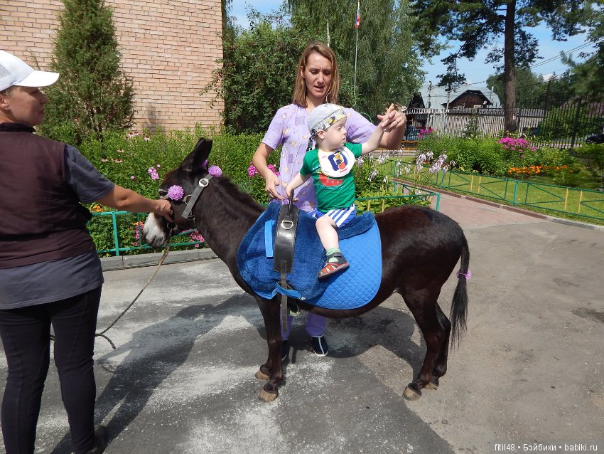 А ослики тоже кони — Интересное обо всем: поздравления