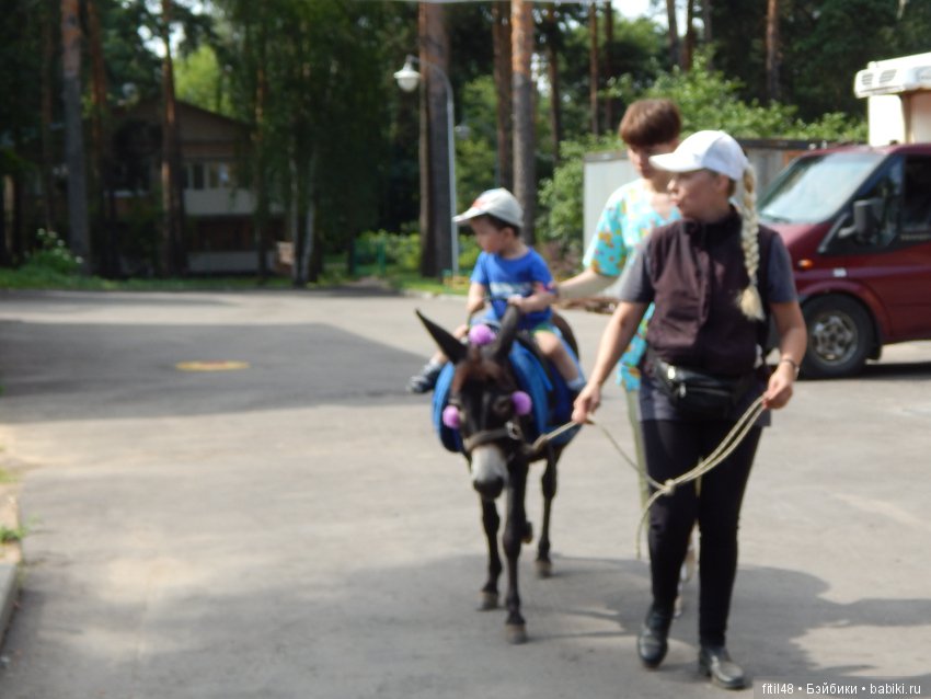 А ослики тоже кони — Интересное обо всем: поздравления