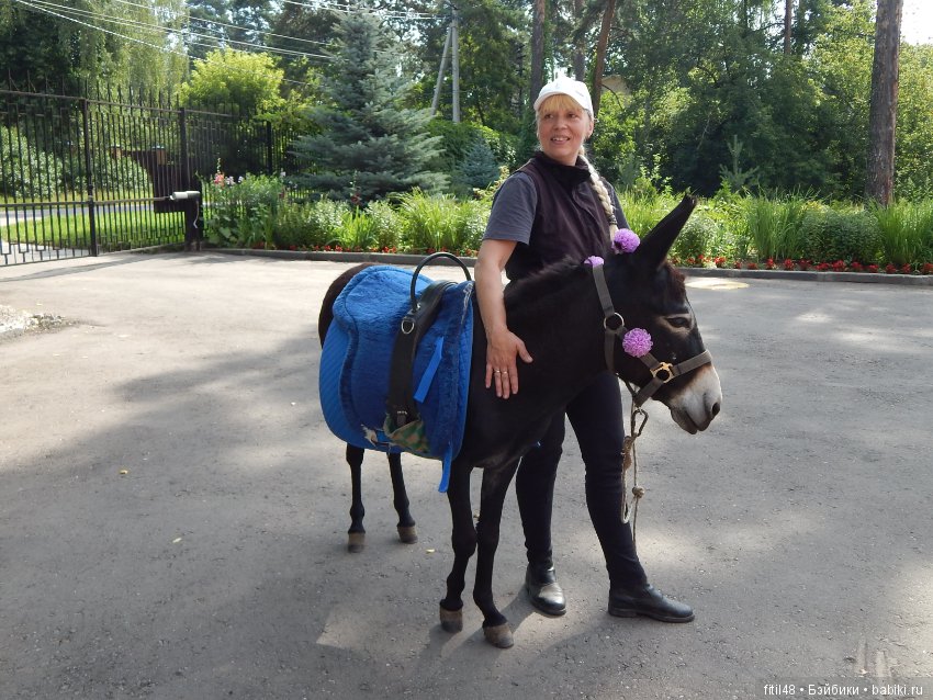 А ослики тоже кони — Интересное обо всем: поздравления (фото 5)