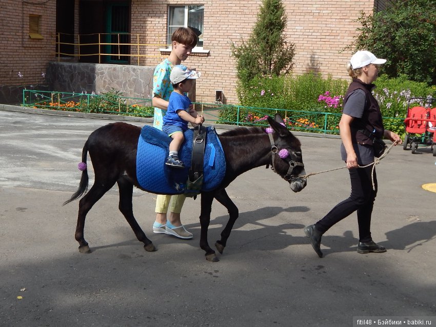 А ослики тоже кони — Интересное обо всем: поздравления