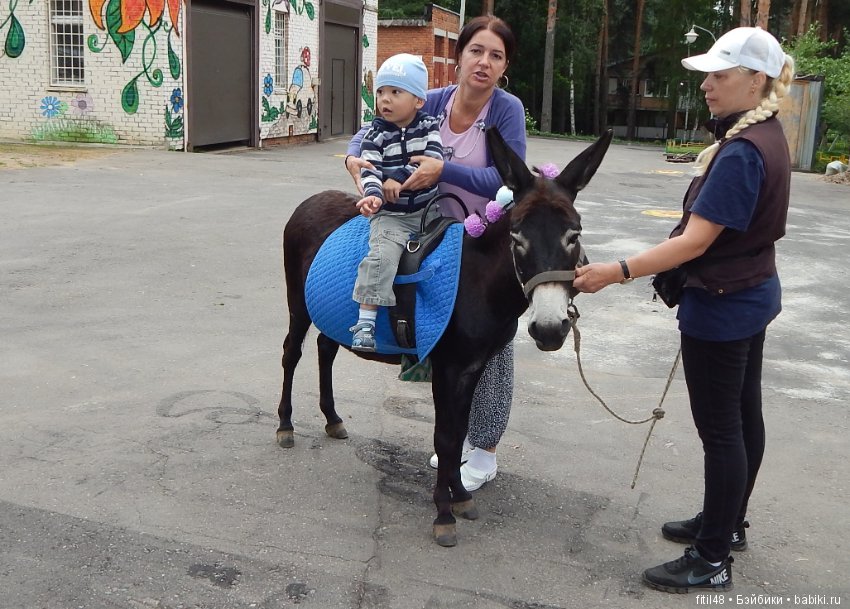 А ослики тоже кони — Интересное обо всем: поздравления