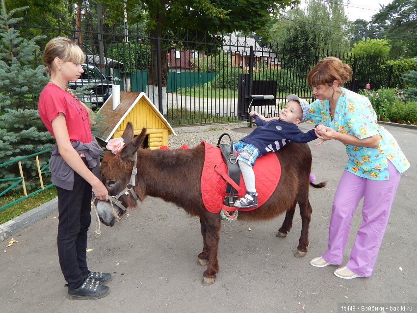 А ослики тоже кони — Интересное обо всем: поздравления