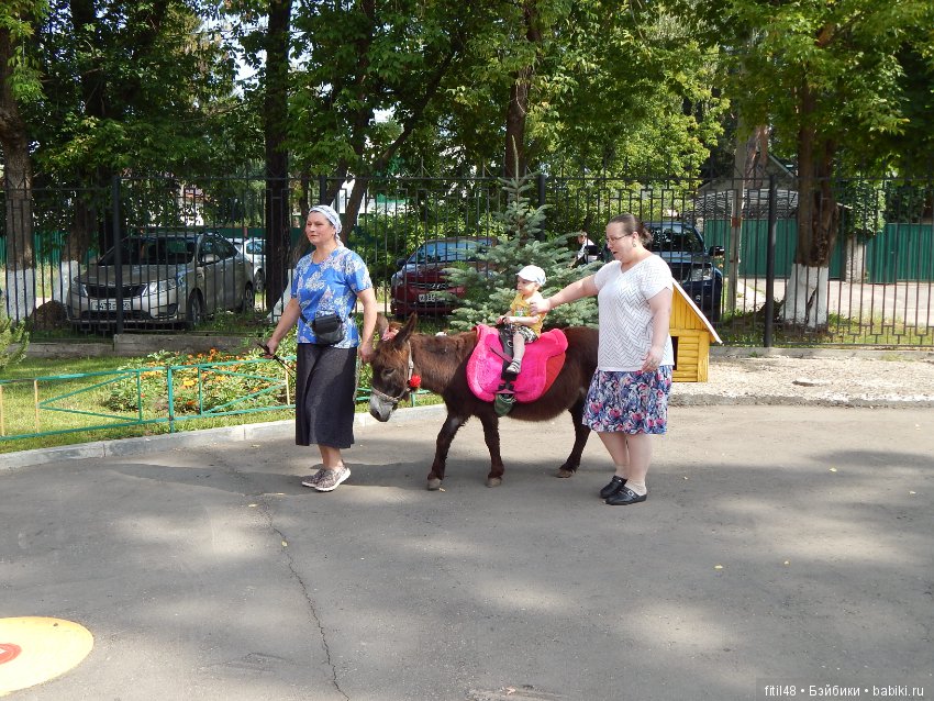 А ослики тоже кони — Интересное обо всем: поздравления (фото 3)