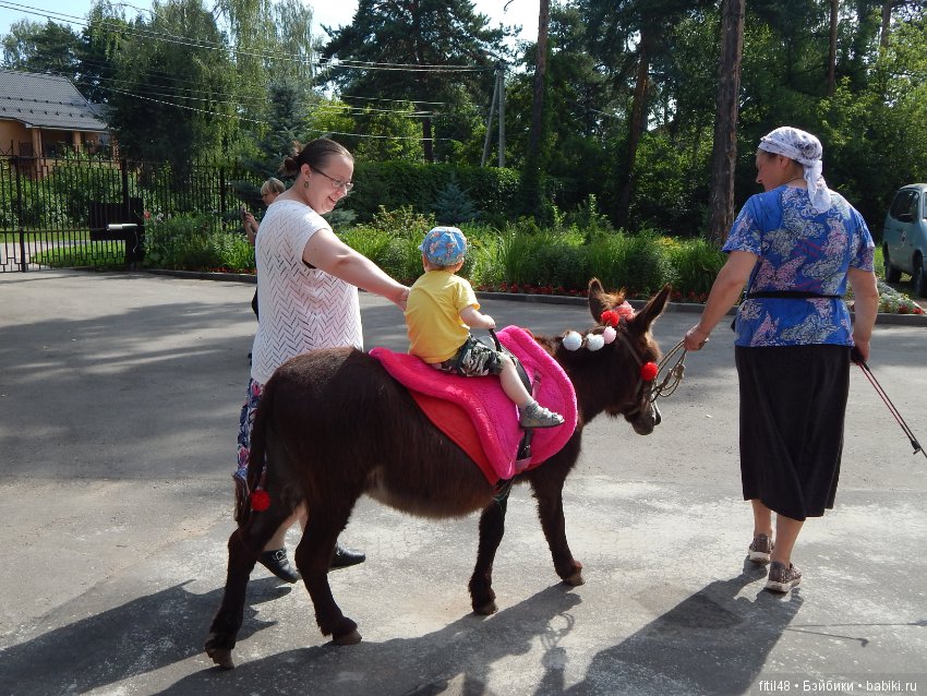 А ослики тоже кони — Интересное обо всем: поздравления (фото 4)