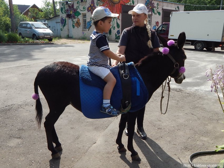 А ослики тоже кони — Интересное обо всем: поздравления (фото 9)