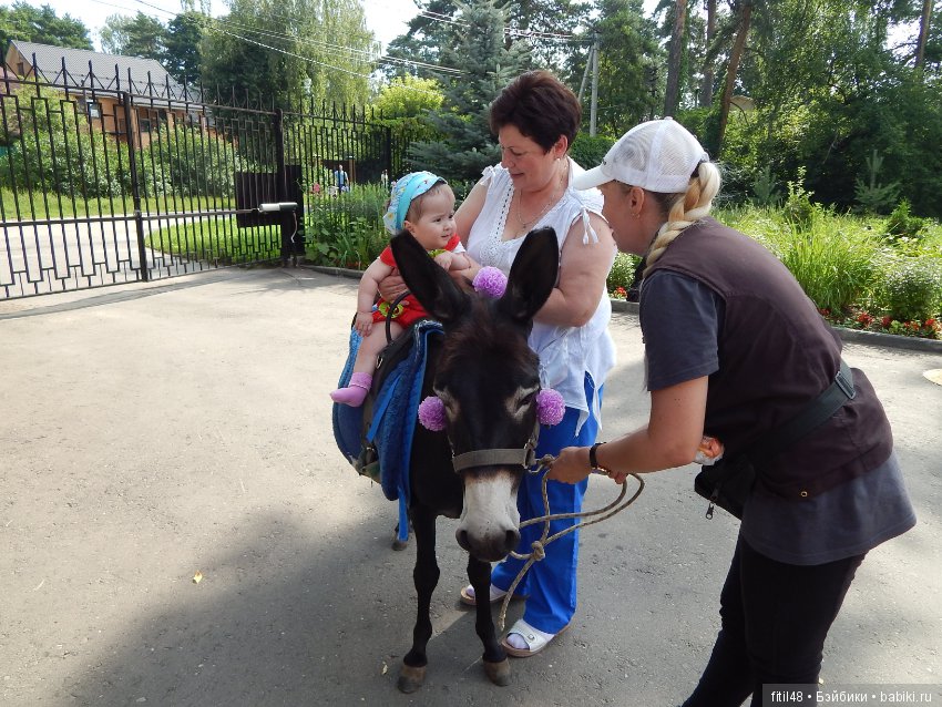 А ослики тоже кони — Интересное обо всем: поздравления