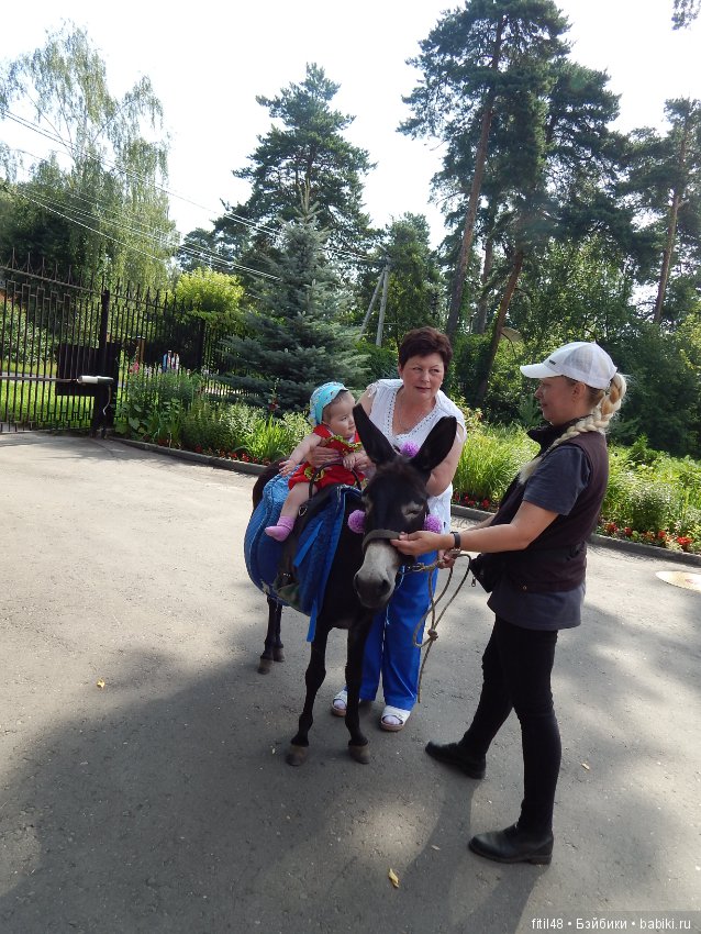 А ослики тоже кони — Интересное обо всем: поздравления (фото 10)