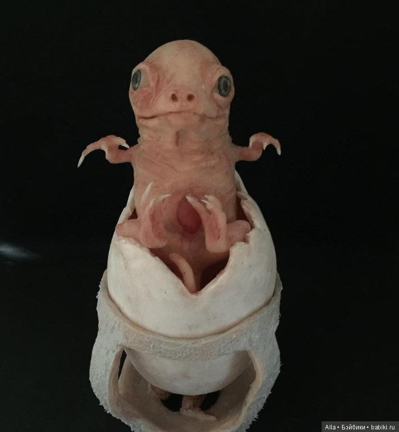 Гибриды из силикона от Laira Maganuco