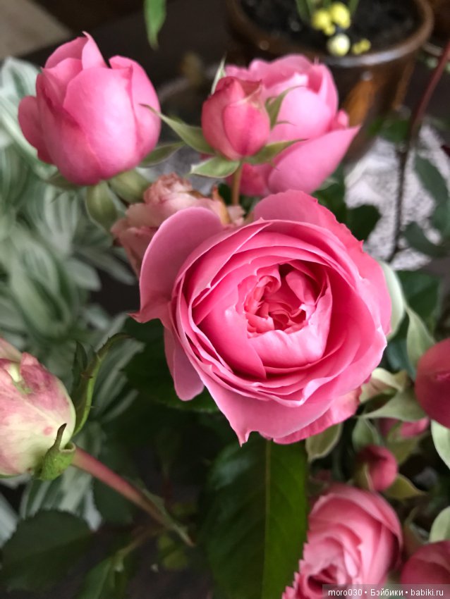 Мирель — Куклы Dust of Dolls (Даст оф Доллс): BJD (БЖД) (фото 5)