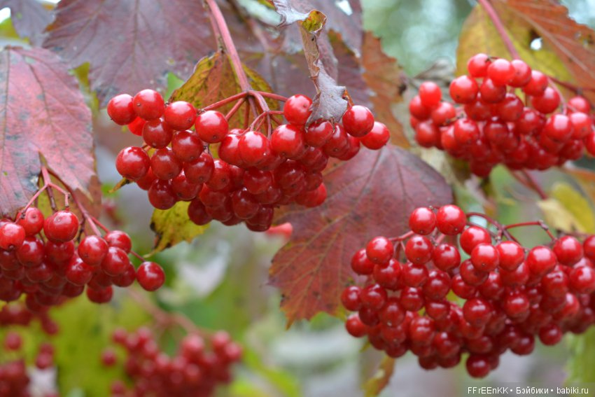 Золотая осень, золотая девочка (фото 10)