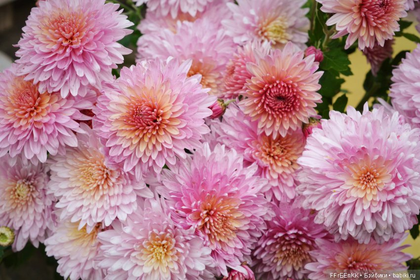 Золотая осень, золотая девочка (фото 9)