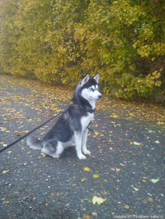 Бижу-Машин подарок на день рождения