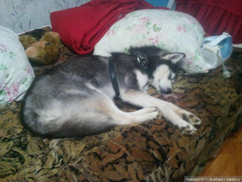 Бижу-Машин подарок на день рождения