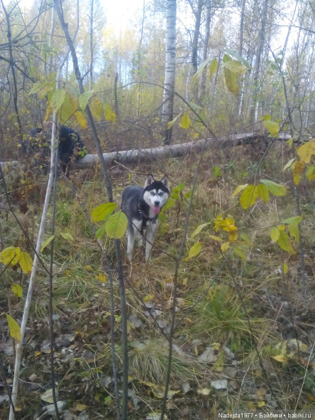 Бижу-Машин подарок на день рождения