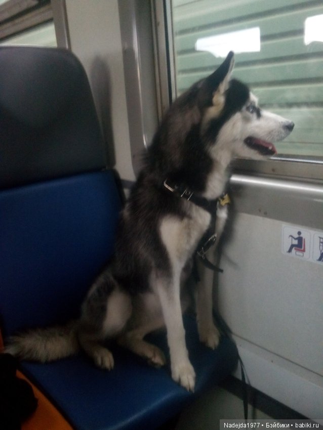 Бижу-Машин подарок на день рождения