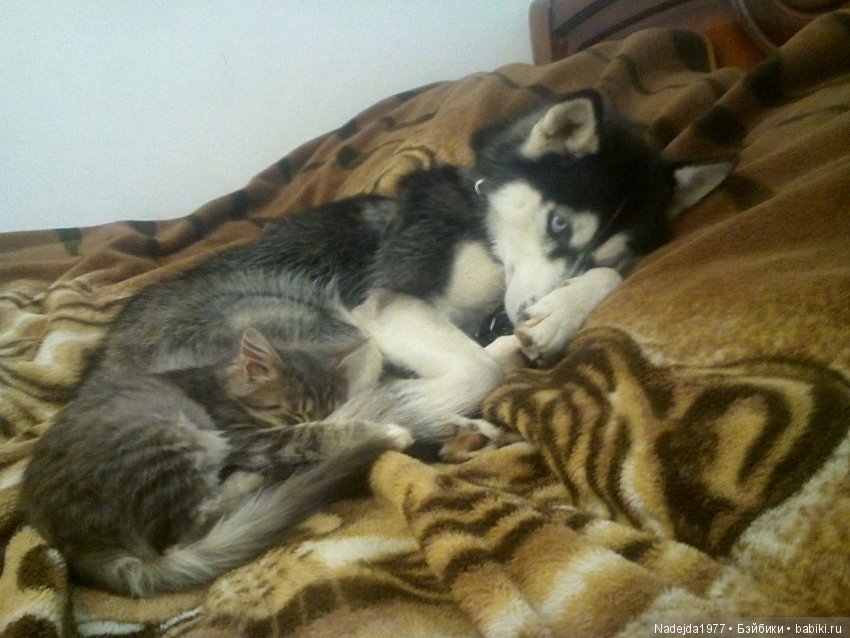 Бижу-Машин подарок на день рождения