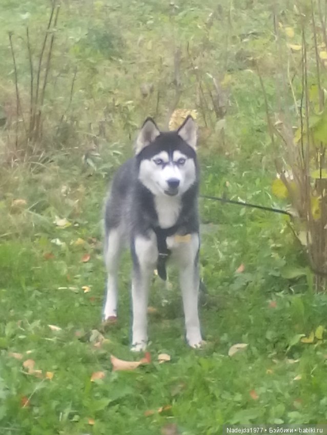 Бижу-Машин подарок на день рождения