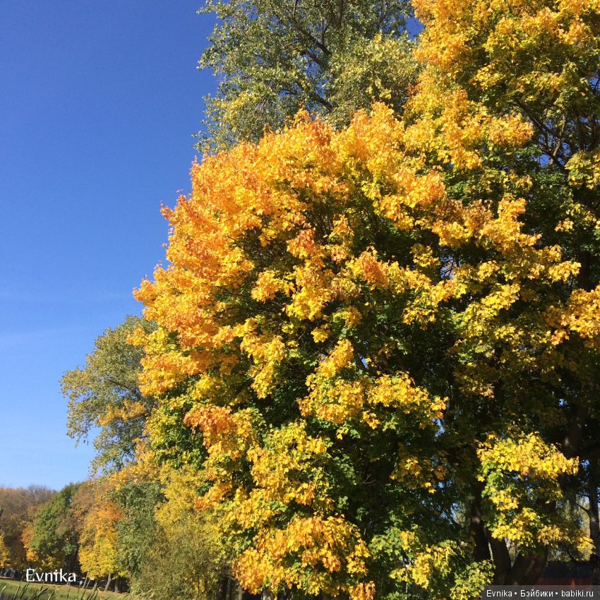 Золотая осень и Таша — Куклы и тела Obitsu (Обитсу): 1/6 (фото 5)