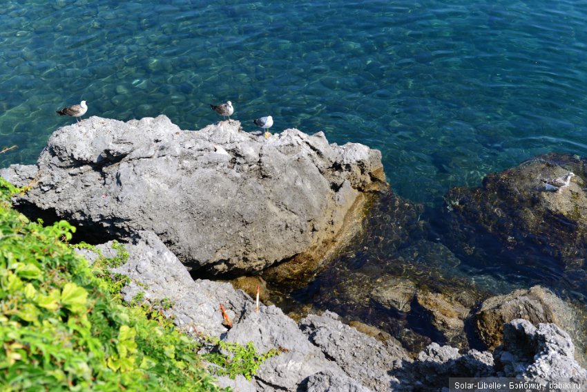 Куколки Schildkrot на отдыхе в Хорватии