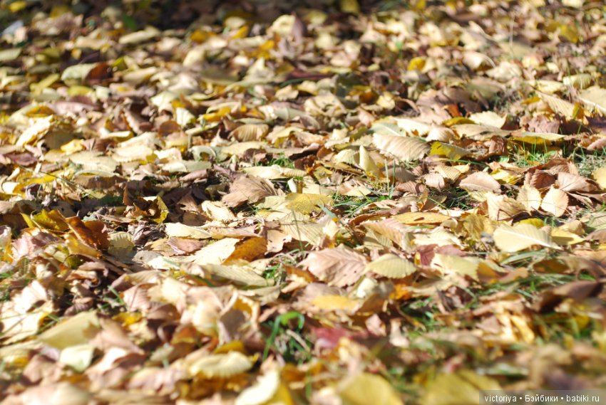На ковре из желтых листьев. Авторская Минуш Mary